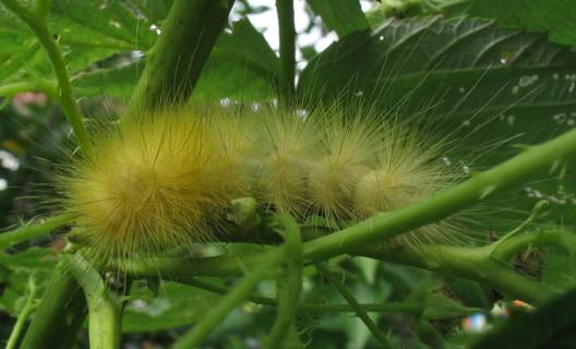 Green And Yellow Hairy Caterpillar