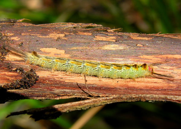 Green And Yellow Hairy Caterpillar