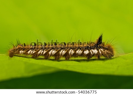 Green And Yellow Hairy Caterpillar