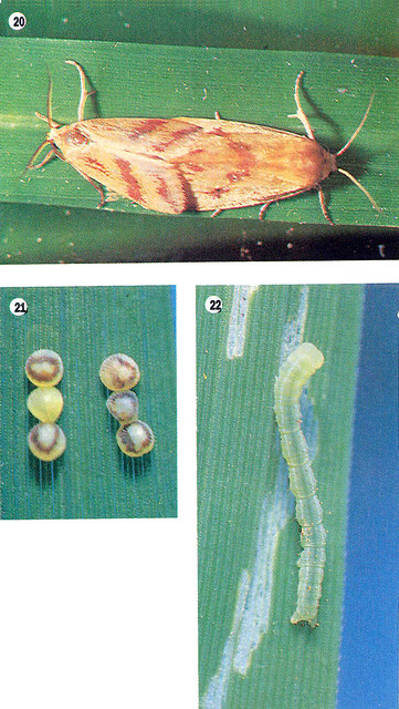 Green And Yellow Hairy Caterpillar