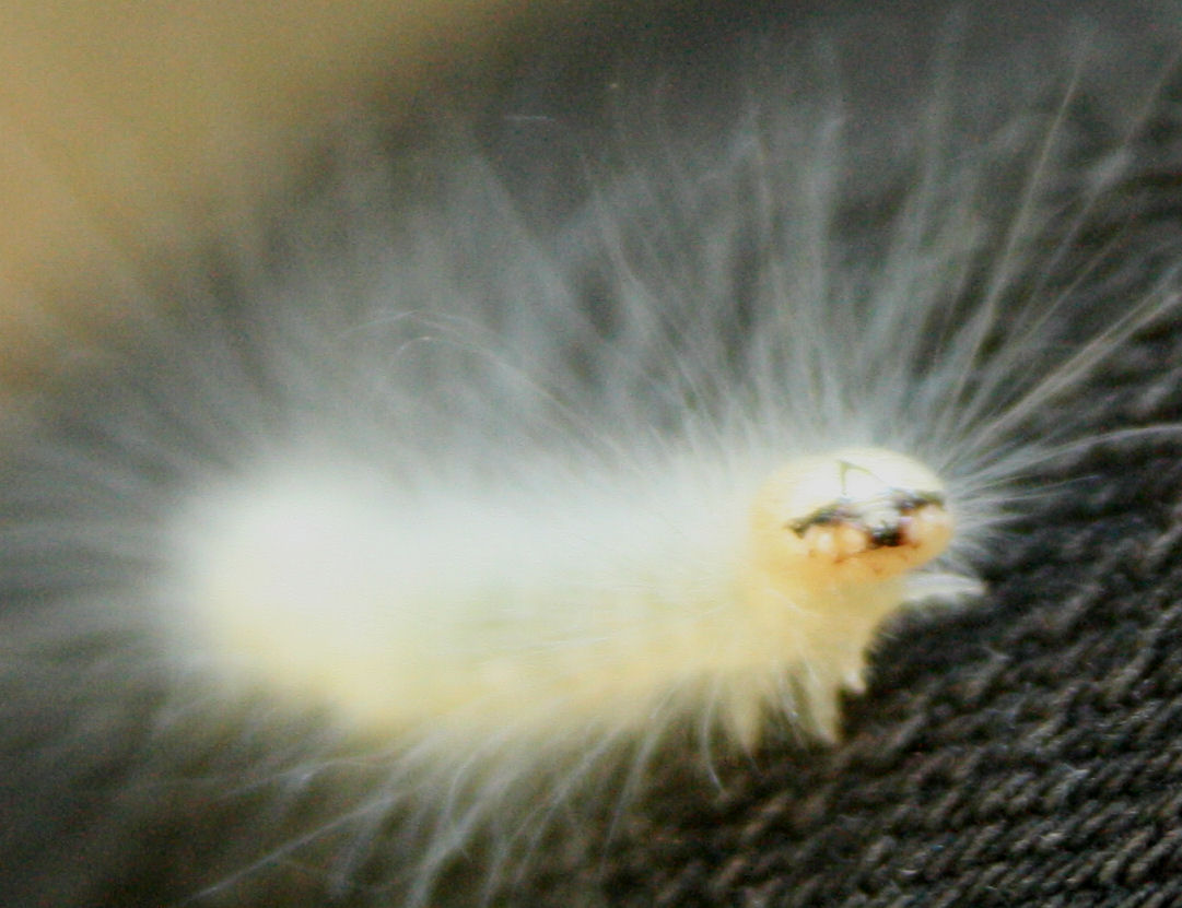 Green And Yellow Hairy Caterpillar