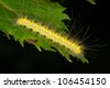 Green And Yellow Hairy Caterpillar