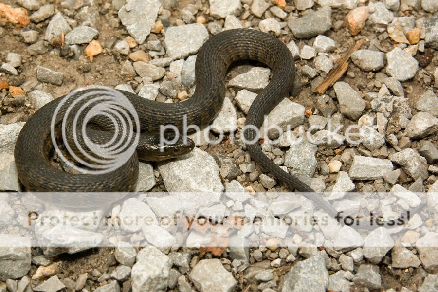 Green And Yellow Snake Arizona