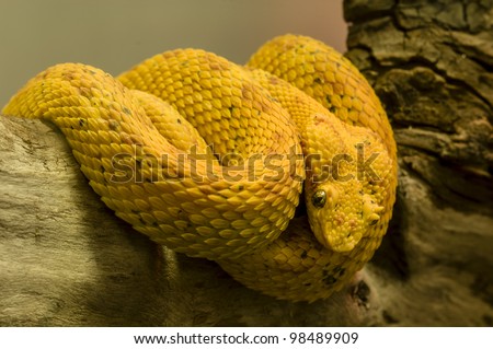 Green And Yellow Snake Arizona