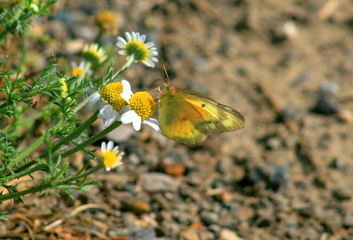 Green And Yellow Snake Arizona