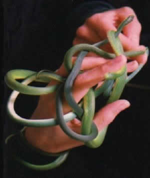 Green And Yellow Snake Arizona