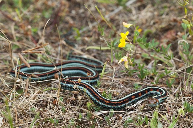 Green And Yellow Snake Arizona