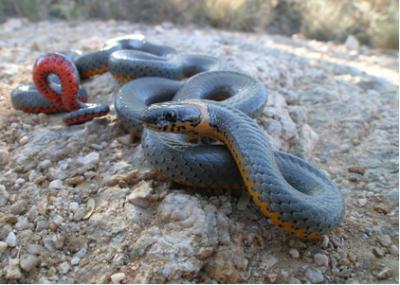 Green And Yellow Snake Arizona