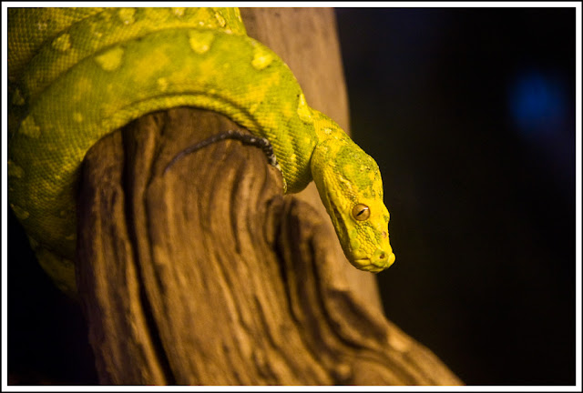 Green And Yellow Snake Arizona