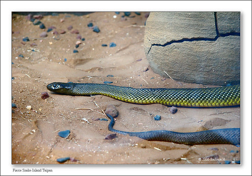 Green And Yellow Snake Australia