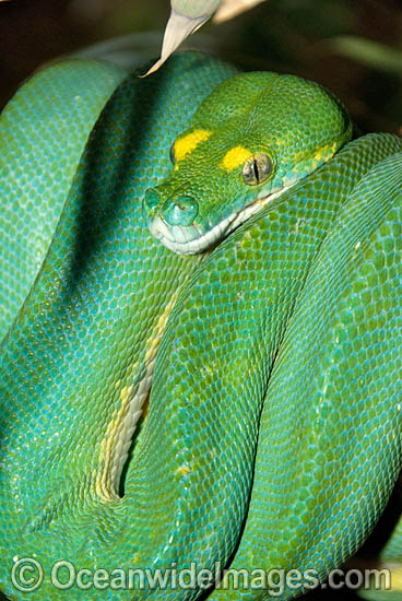 Green And Yellow Snake Australia