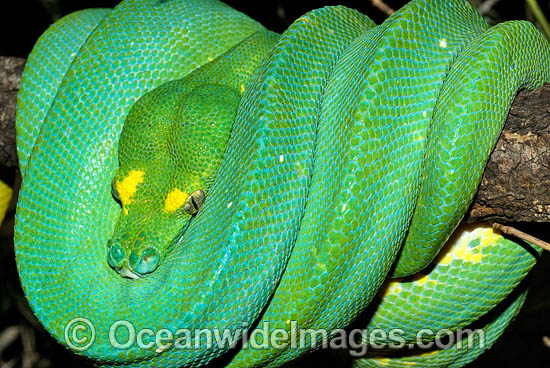 Green And Yellow Snake Australia