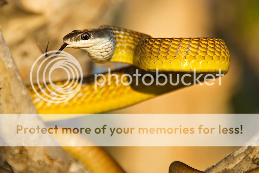 Green And Yellow Snake Australia