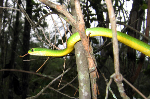 Green And Yellow Snake Florida