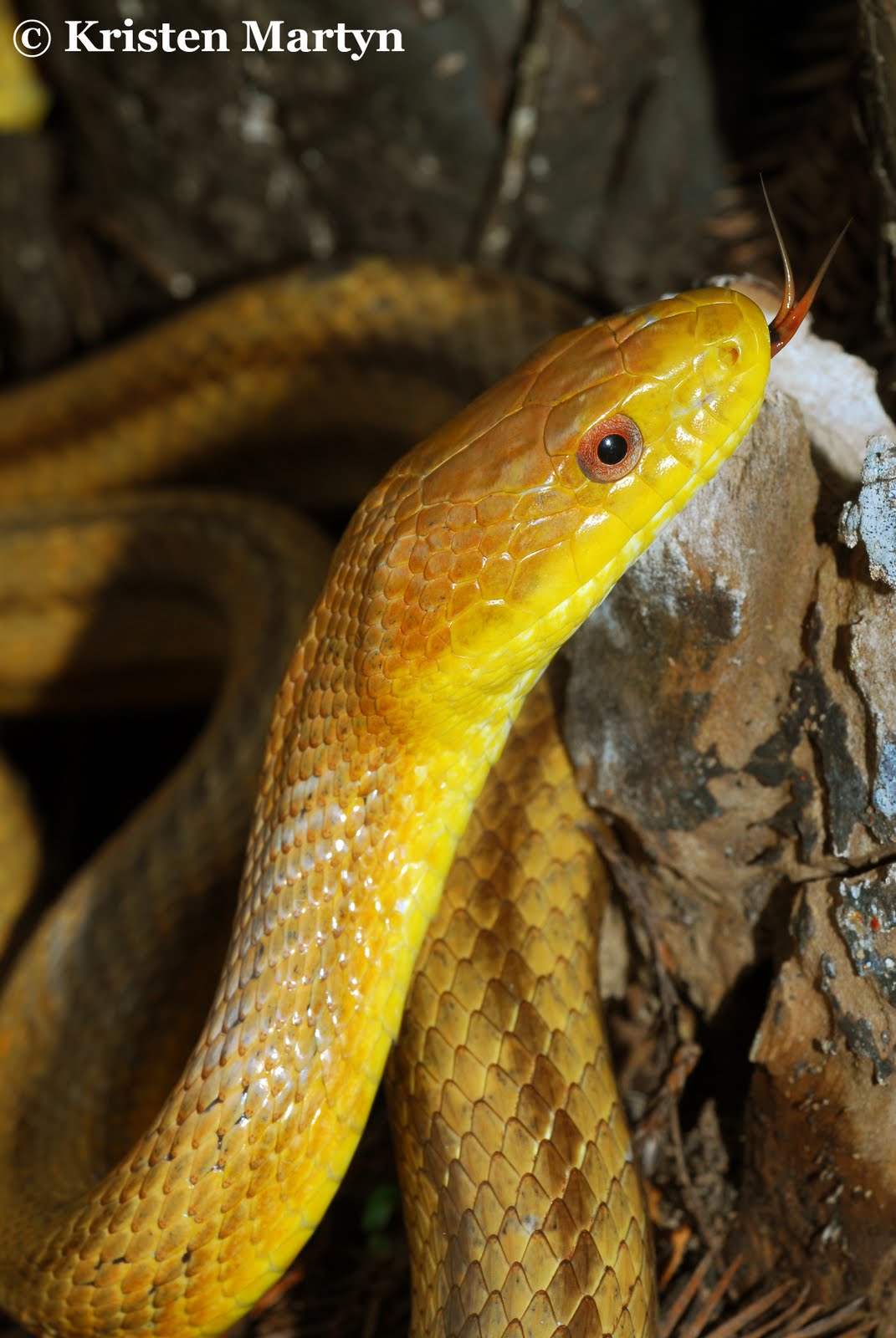 Green And Yellow Snake Florida