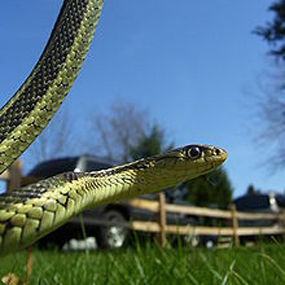 Green And Yellow Snake Florida