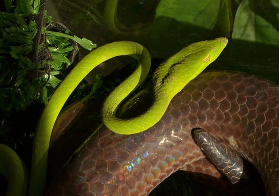 Green And Yellow Snake Live And Let Die