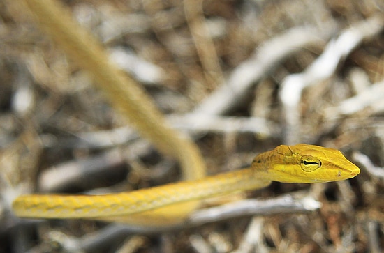 Green And Yellow Snake Live And Let Die