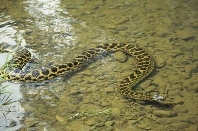 Green And Yellow Snake Texas