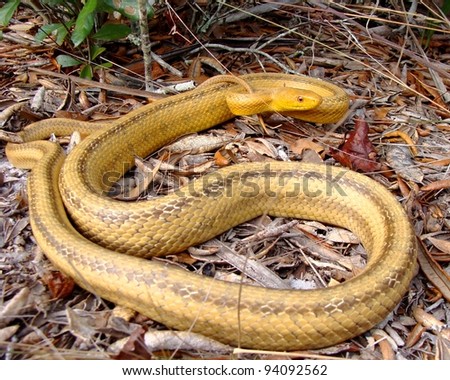 Green And Yellow Snake Texas