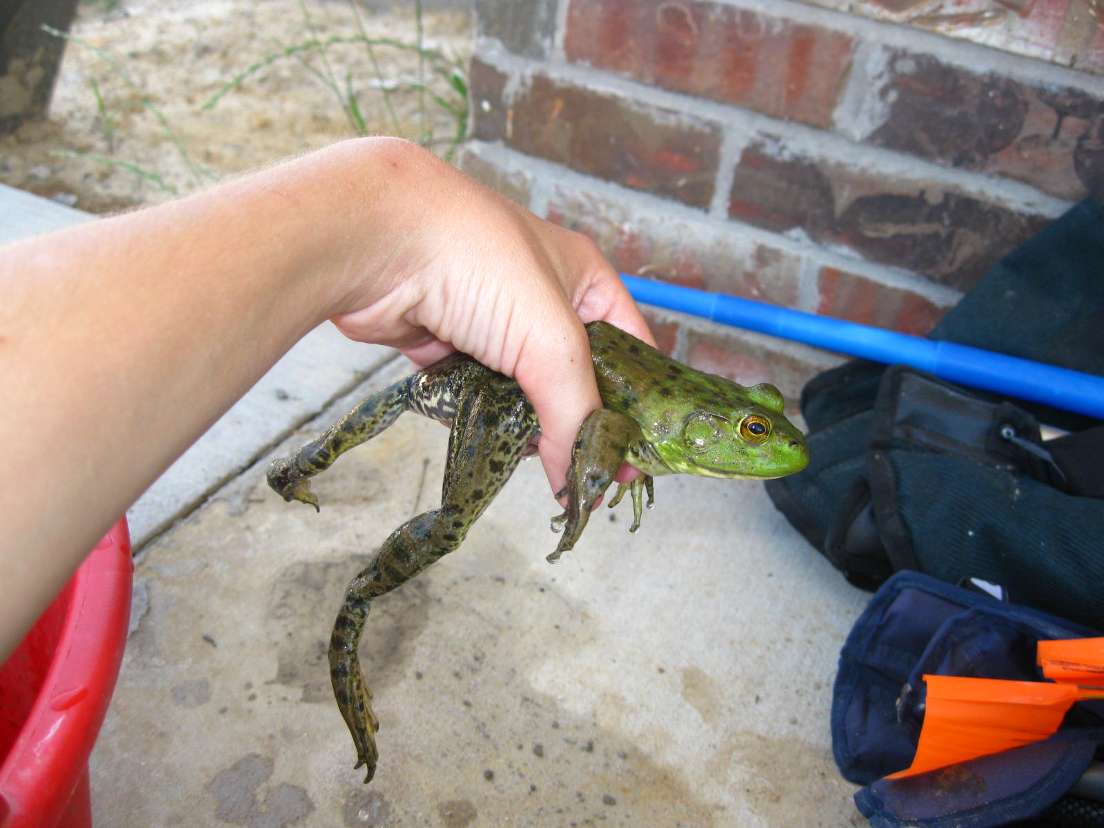 Green And Yellow Snake Texas