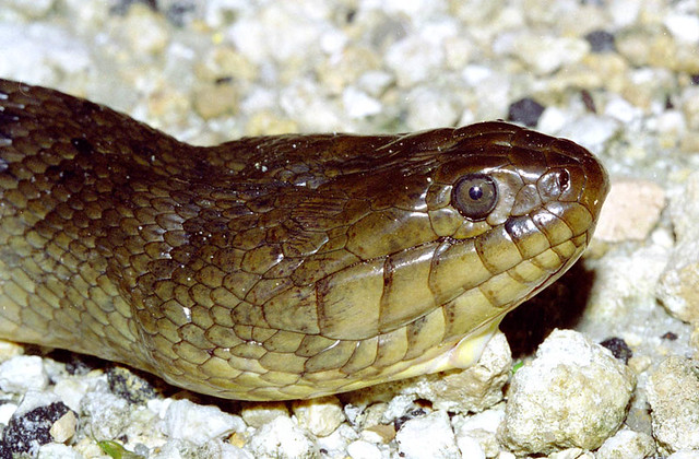 Green And Yellow Snakes In Florida