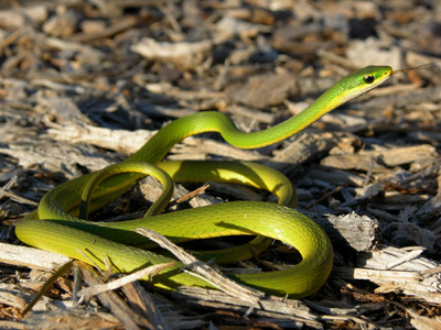 Green And Yellow Snakes In Florida