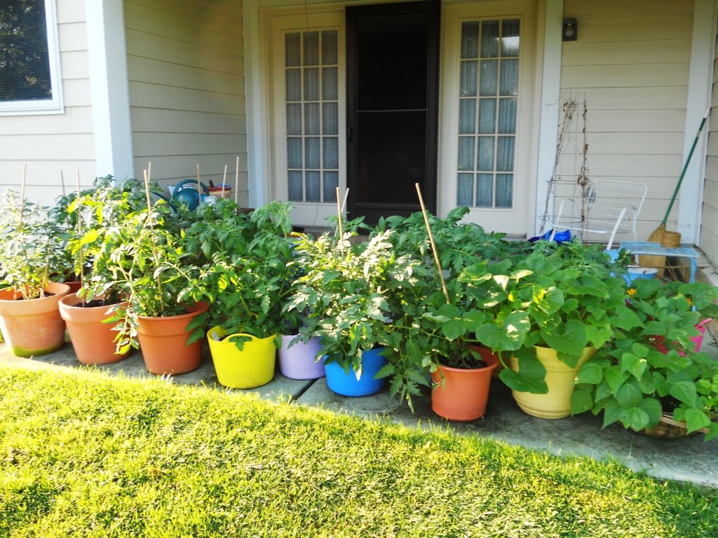 Green And Yellow Squash