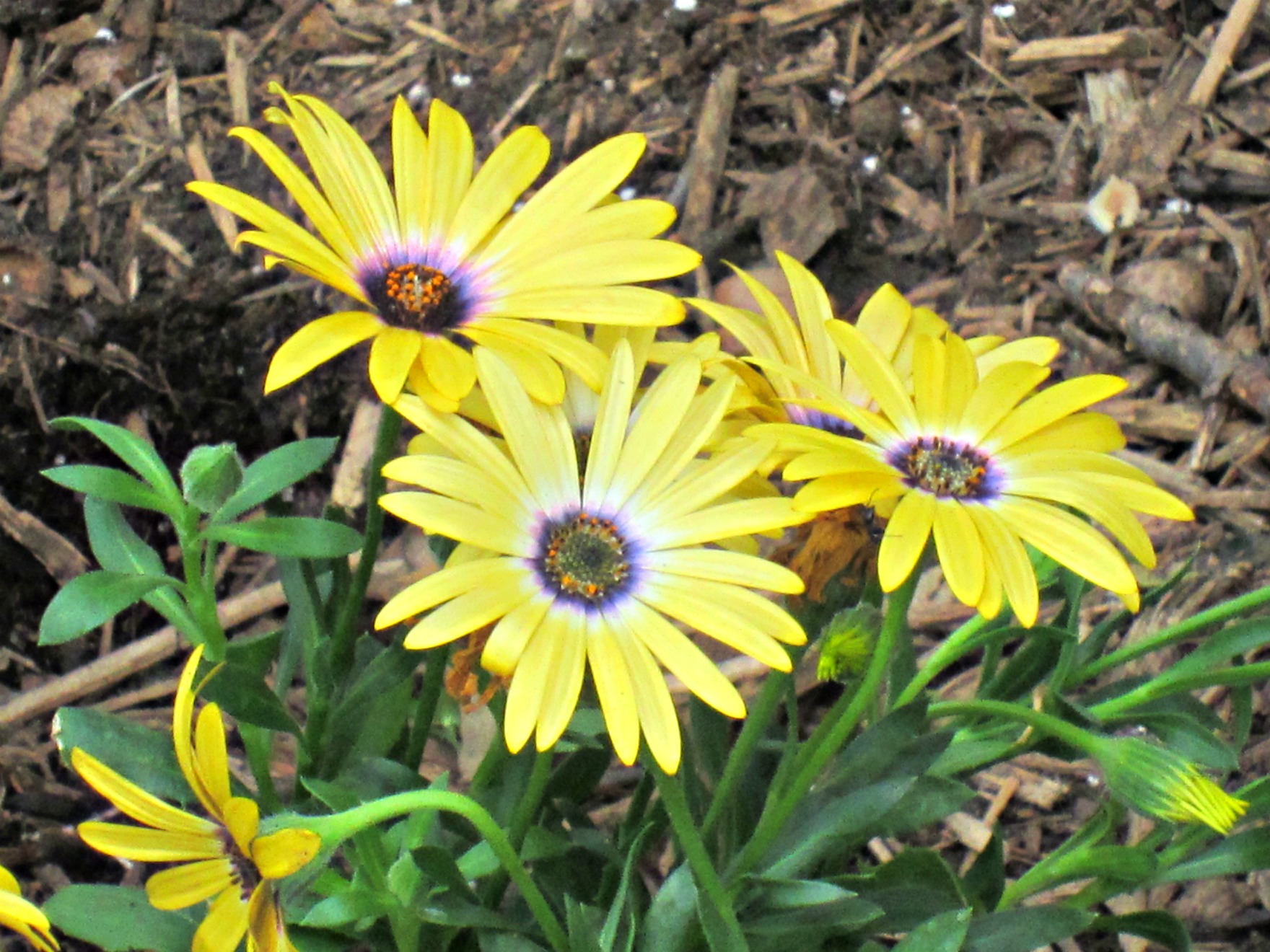 Purple And Yellow Flowers Name