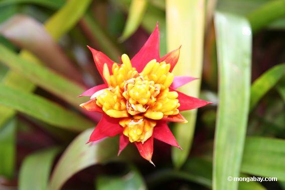 Red And Yellow Flowers