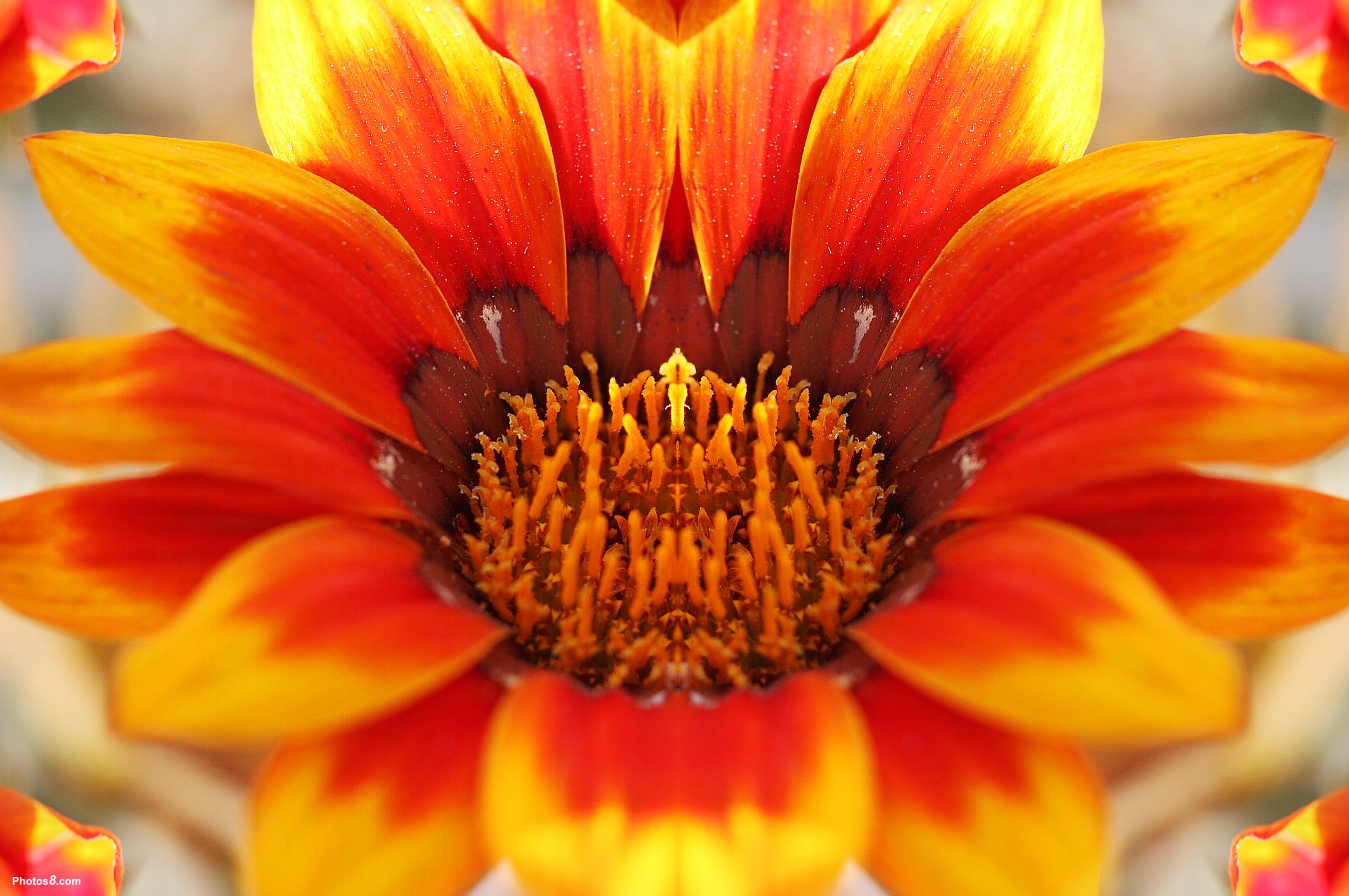 Red And Yellow Flowers