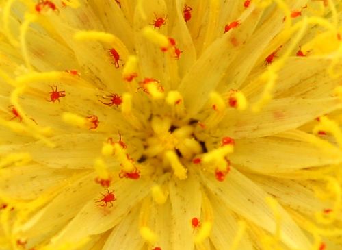 Red And Yellow Flowers