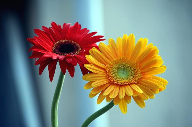 Red And Yellow Flowers