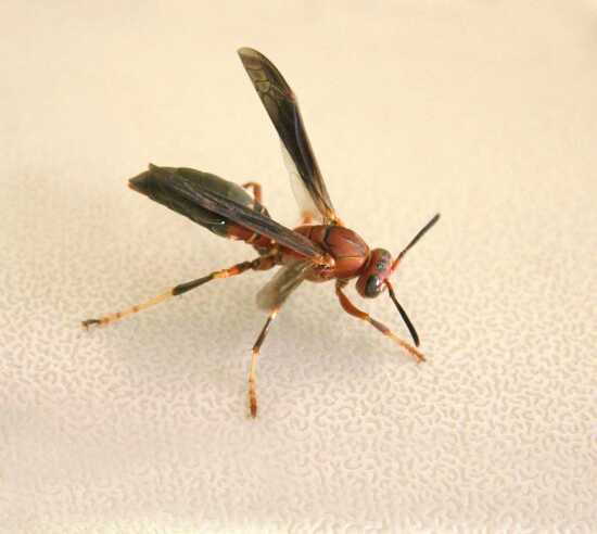Red And Yellow Paper Wasp