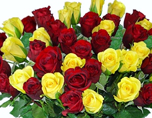 Red And Yellow Roses Pictures