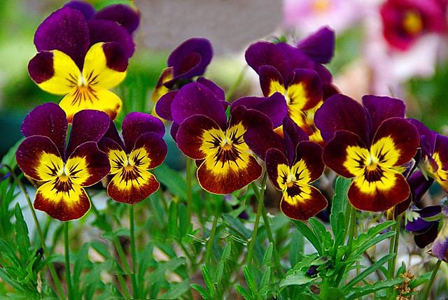 Small Purple And Yellow Flowers