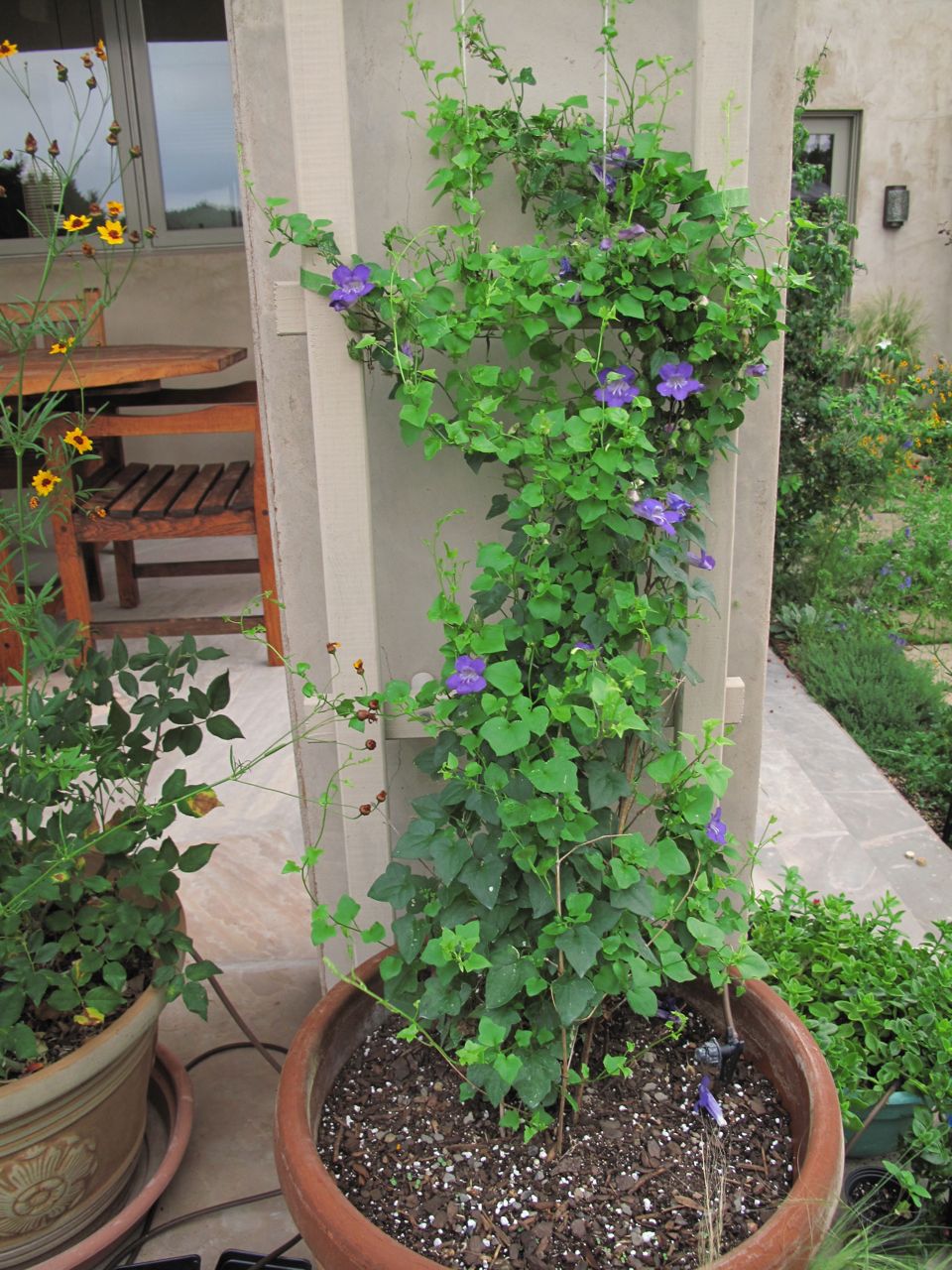Vine With Small Purple And Yellow Flowers