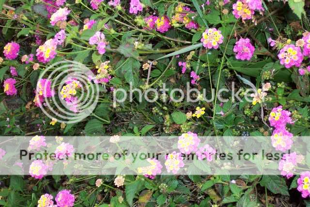 Vine With Small Purple And Yellow Flowers