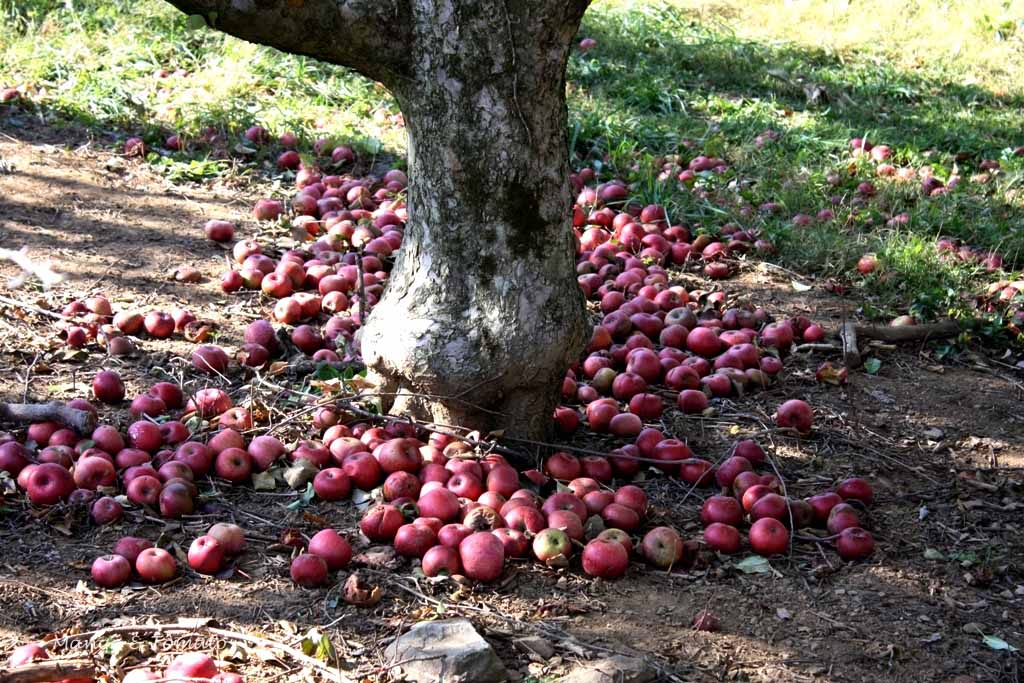 What Are The Red And Yellow Apples Called