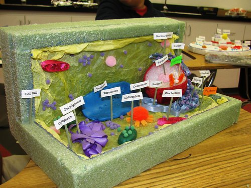 3d Plant Cell Model Ideas