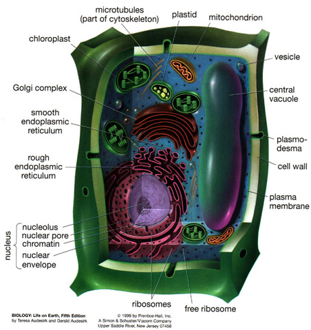 3d Plant Cell Model Ideas