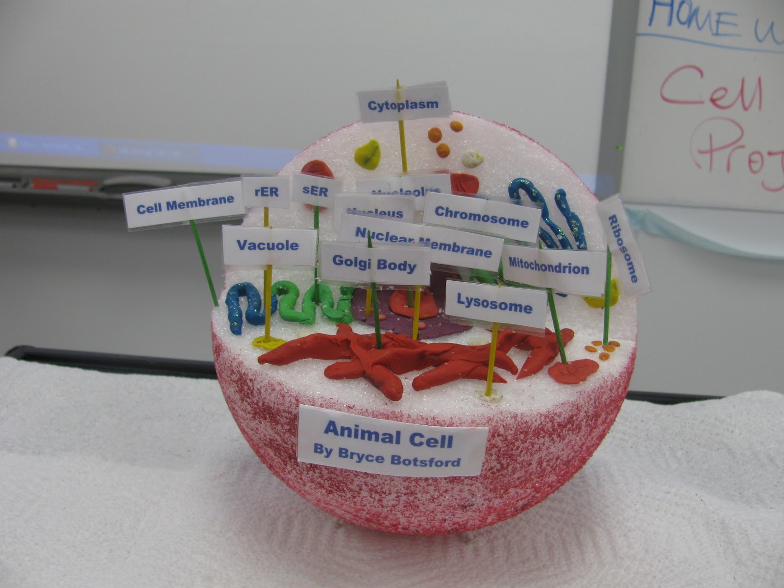 3d Plant Cell Model Ideas