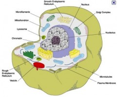 3d Plant Cell Model Ideas