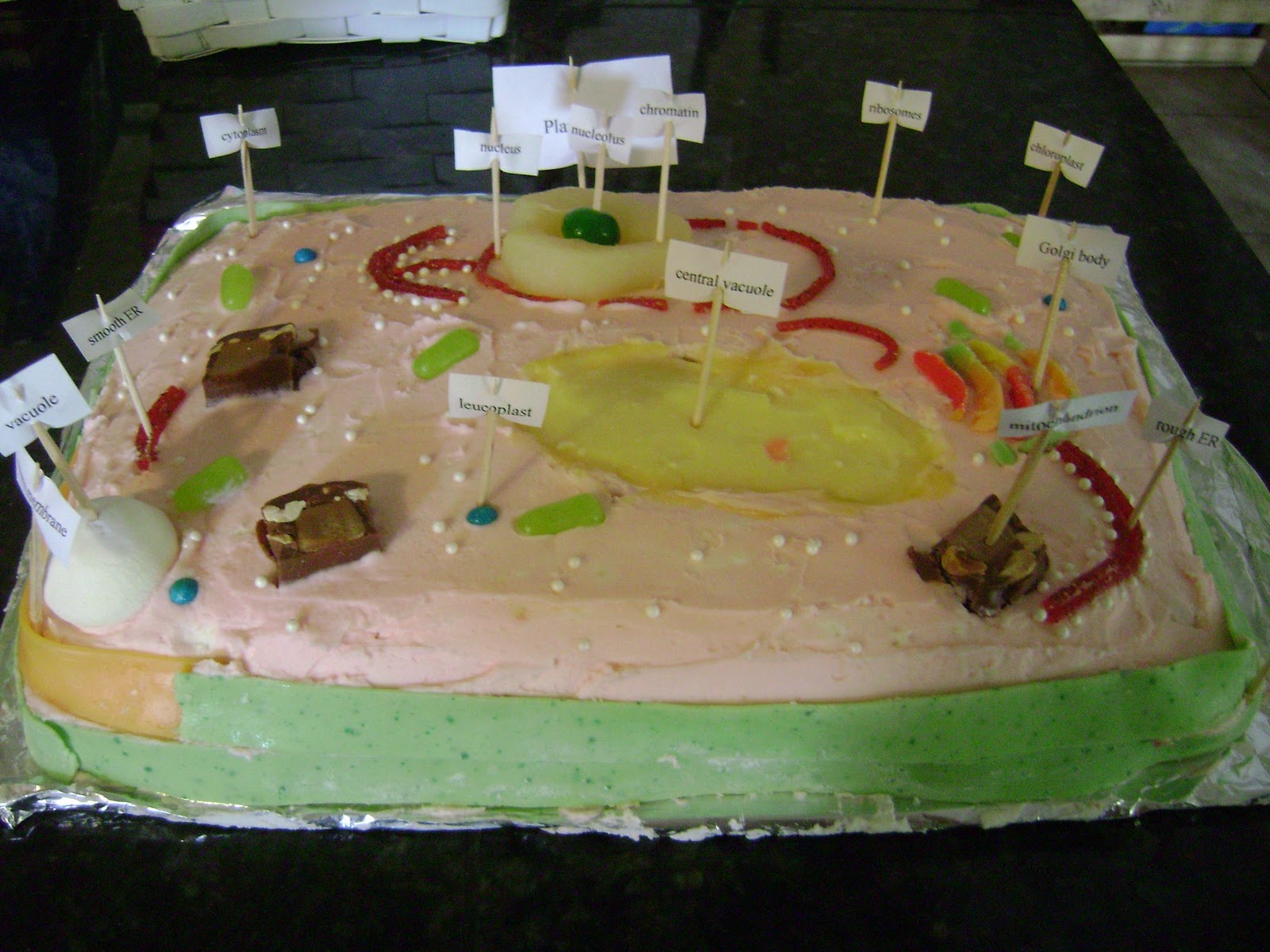 3d Plant Cell Model Ideas