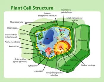 3d Plant Cell Model Ideas