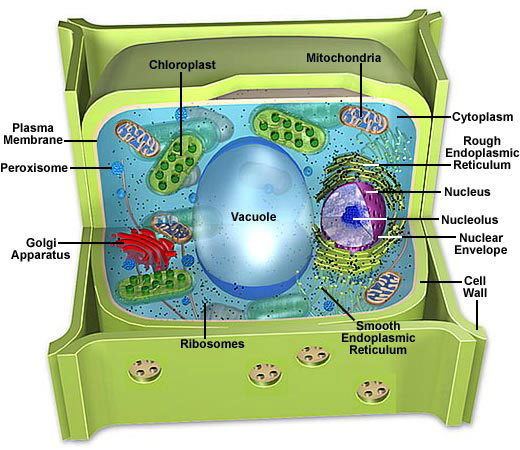 3d Plant Cell Model Project