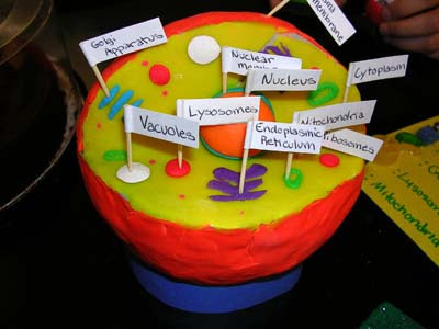 3d Plant Cell Model Project Pictures