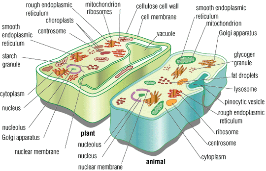 3d Plant Cell Model Project Pictures