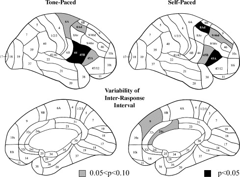 6 Regions Of The Brain