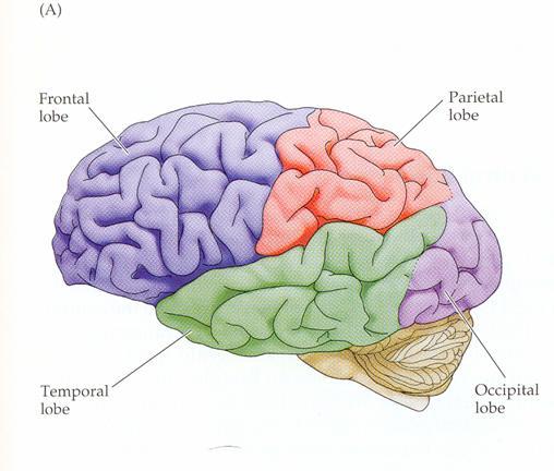 6 Regions Of The Brain